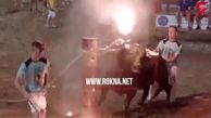 شکنجه عجیب گاوها برای تفریح و سرگرمی! + فیلم 