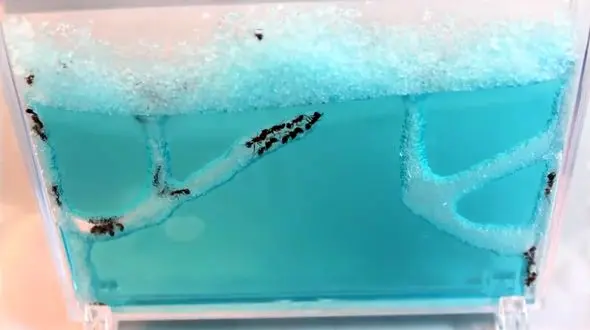 فیلمی جالب از ساختن کلونی مورچه ها