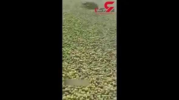 جاده جهرم به شیراز لیمویی شد! + فیلم