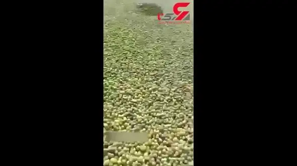 جاده جهرم به شیراز لیمویی شد! + فیلم