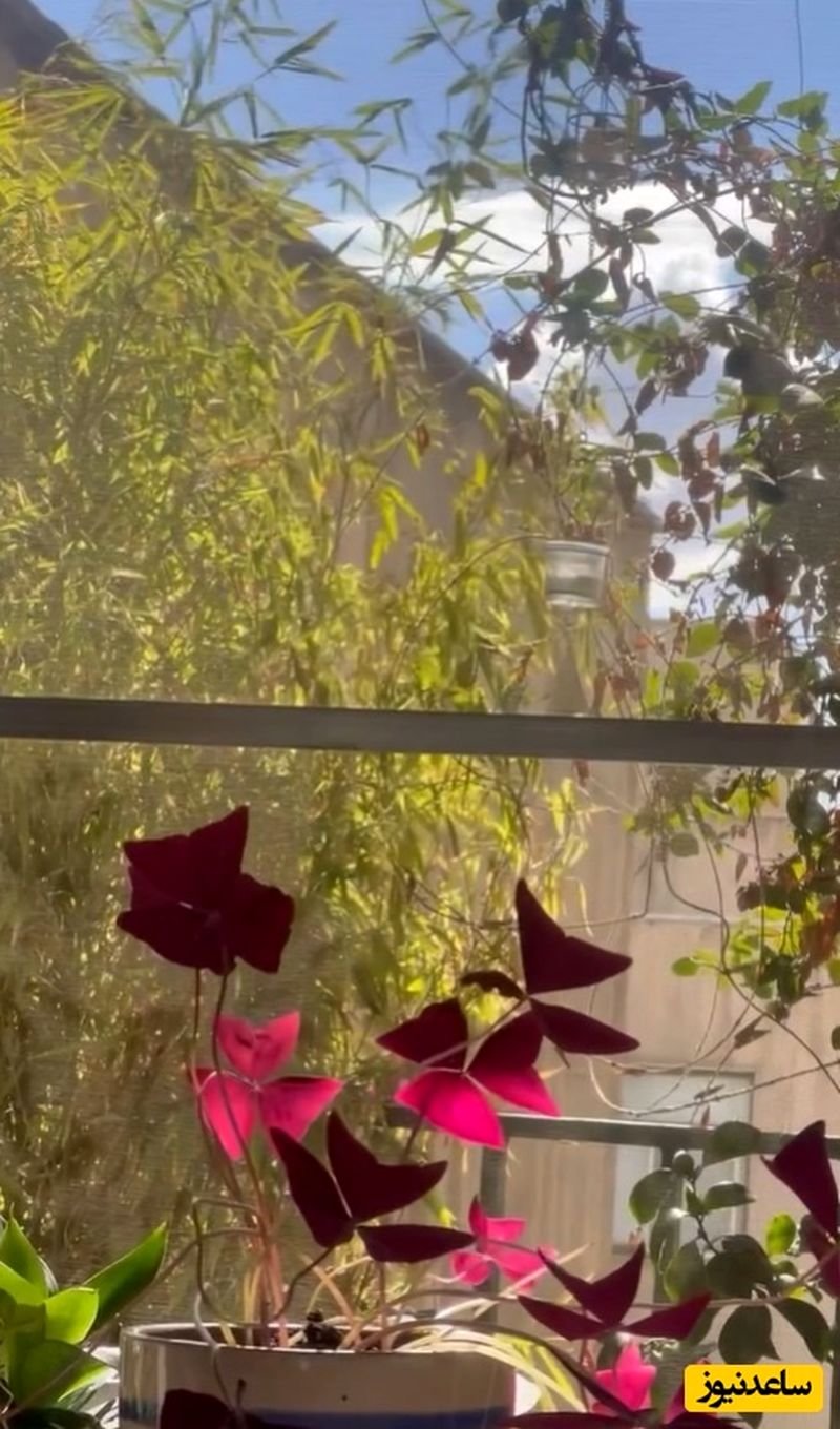 منزل الهام پاوه نژاد