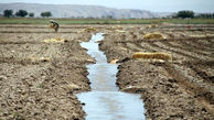 کاهش ۲۷ درصدی مصرف آب آبیاری در سطح مزارع 