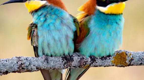 صدای دلنشین پرندگان و کودکی حیوانات در حیات وحش