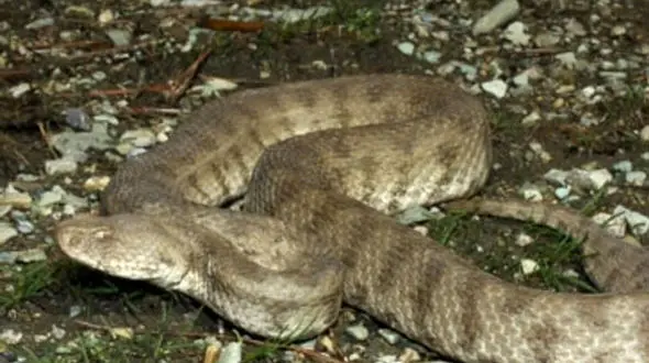 فیلم  ورود مار سمی یک متری به پراید 