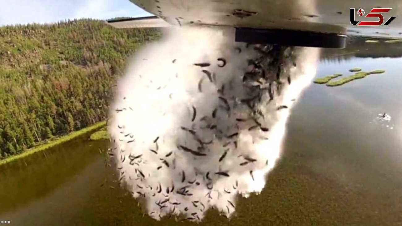 لحظه تخلیه ماهی ها با هواپیما + فیلم 