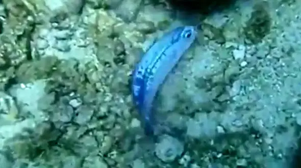 فیلم شگفت انگیز از خفه شدن یک ماهی در زباله پلاستیکی/ یک غواص فرشته نجات شد