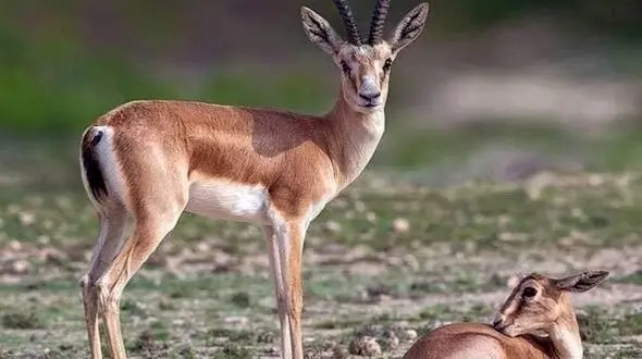 از آرامش تا هیجان / دو روی سکه‌ی طبیعت