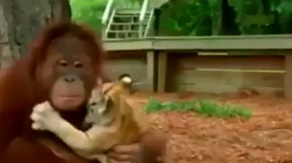 رفاقت شگفت انگیز یک میمون با چند ببر را ببینید+ فیلم و عکس
