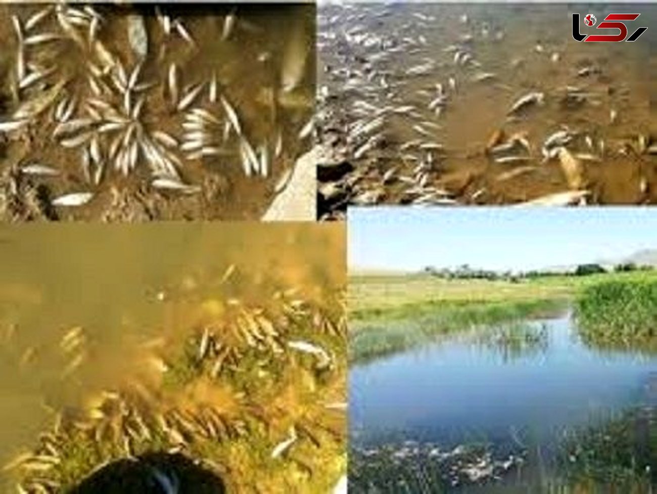 تلف‌شدن بیش از ۴ هزار قطعه ماهی بر اثر مسمومیت در رودخانه قزل اوزن 