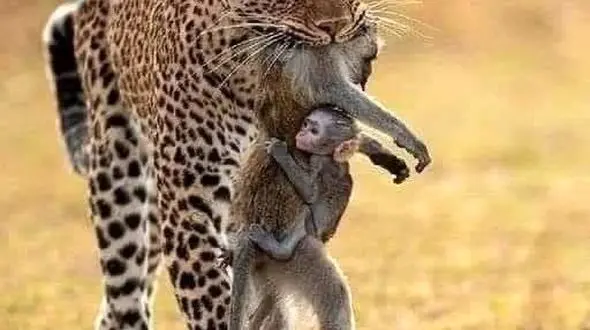 دوستی ییر بازیگوش و پسربچه 