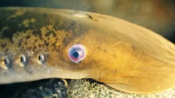 ژن مشترک انسان و مارماهی راه حل درمان آسیب نخاعی