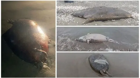 کشف لاشه ۴ قلاده فوک خزری در سواحل مازندران؛ شمار تلفات به ۳۲ مورد رسید/ فوک‌های خزری در شمال خزر می‌میرند، لاشه‌ها به سواحل ایران می‌رسند