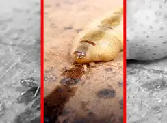 فیلم ملکه موریانه با طول عمر ۵۰ سال