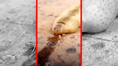 فیلم ملکه موریانه با طول عمر ۵۰ سال