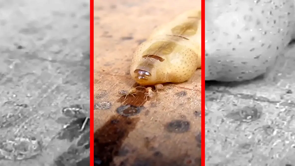 فیلم ملکه موریانه با طول عمر ۵۰ سال