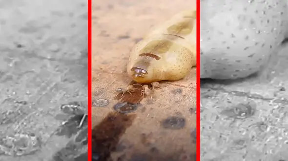 فیلم ملکه موریانه با طول عمر ۵۰ سال
