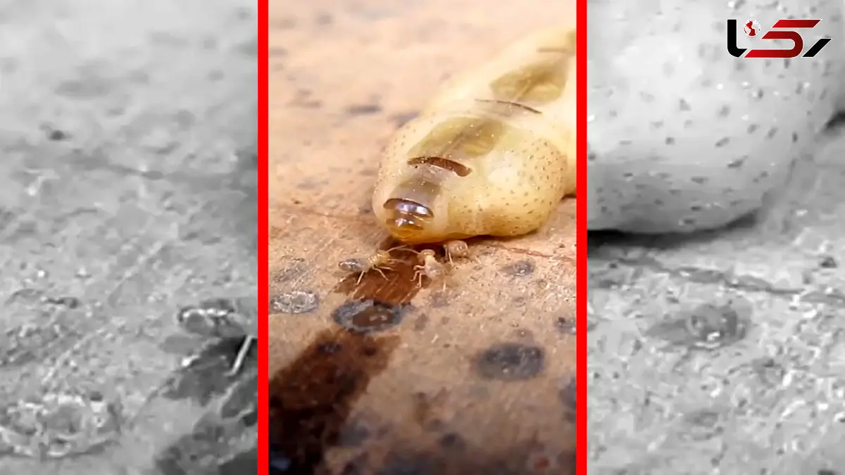 فیلم ملکه موریانه با طول عمر ۵۰ سال