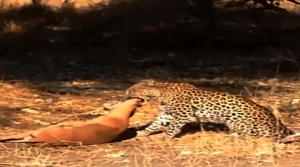 پرش دیدنی پلنگ از فاصله ۶ متری برای شکار ایمپالا + فیلم