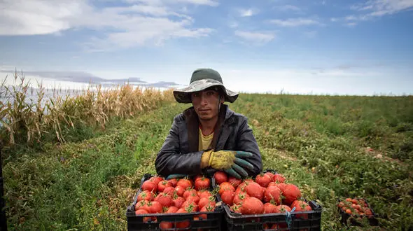 کشاورزانِ جنوب قزوین، محصولات آب بر می کارند ولی به دلیل قیمت پایین آنها را رها می کنند! / ارزان بودن محصولات کشاورزی عامل مهاجرت به شهرهاست