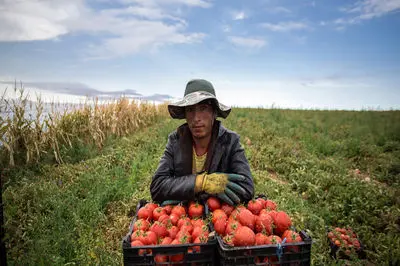 کشاورزانِ جنوب قزوین، محصولات آب بر می کارند ولی به دلیل قیمت پایین آنها را رها می کنند! / ارزان بودن محصولات کشاورزی عامل مهاجرت به شهرهاست