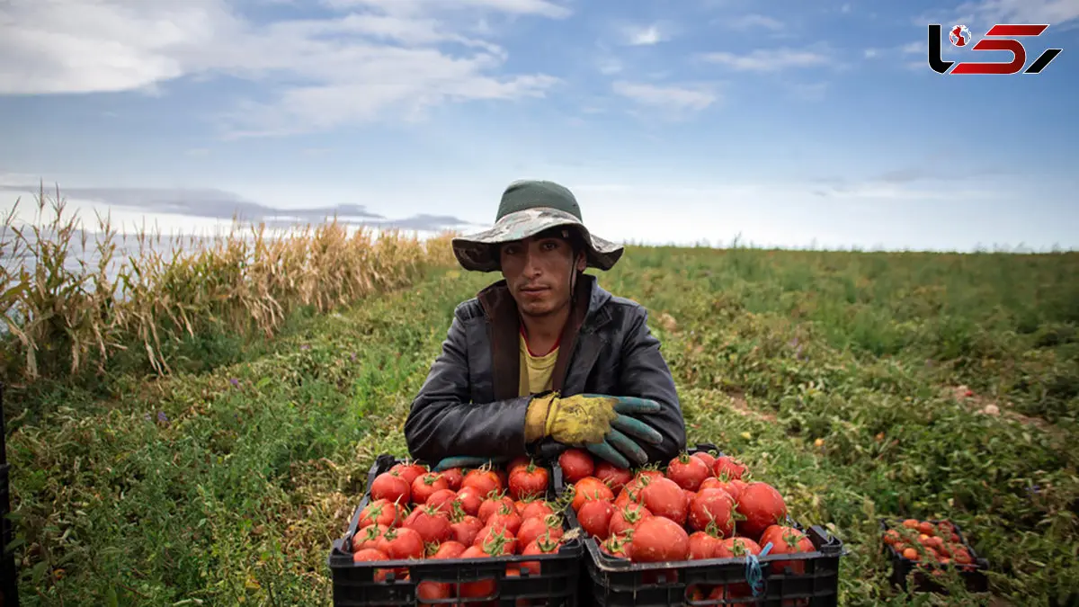 کشاورزانِ جنوب قزوین، محصولات آب بر می کارند ولی به دلیل قیمت پایین آنها را رها می کنند! / ارزان بودن محصولات کشاورزی عامل مهاجرت به شهرهاست