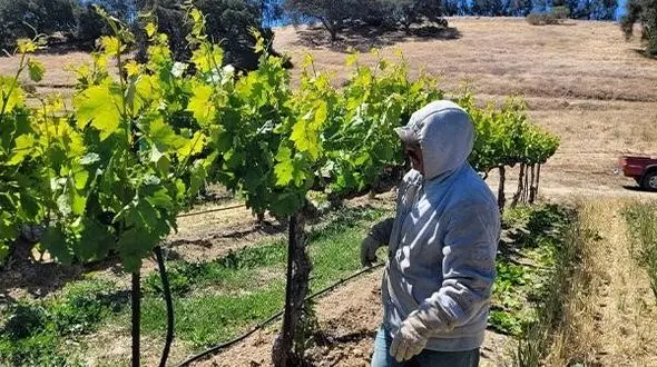 بهترین زمان سمپاشی درخت انگور چه زمانی است؟