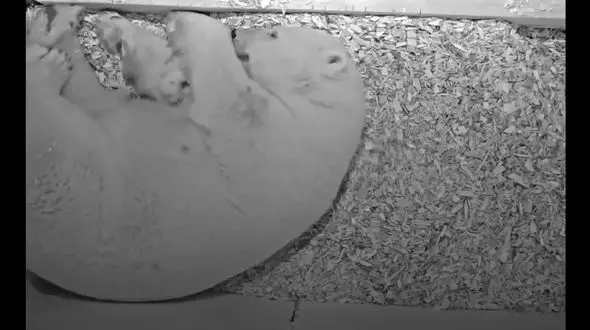 اولین تصاویر از توله خرس قطبی تازه متولد شده در باغ‌ وحش برلین+فیلم