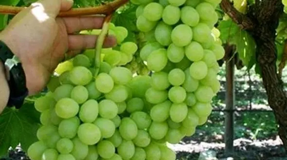 درمان میگرن با آب انگور