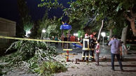 سقوط درخت روی مادر و کودک / در تربت حیدریه رخ داد + عکس