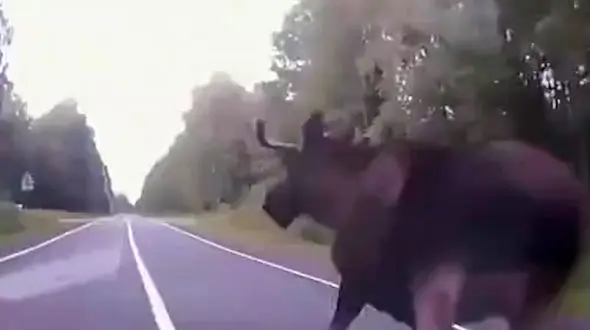 حیوان غول پیکر راننده خودرو را غافلگیر کرد + فیلم