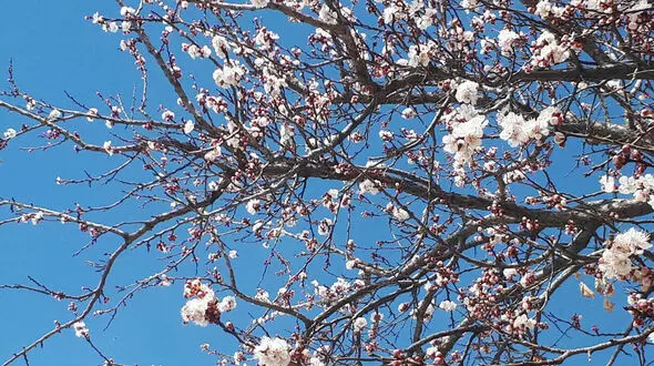 آسیب زدن به شکوفه های بهاری فقط برای عکس سلفی + فیلم