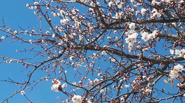 جملات ظهر بخیر برای بهار + فیلم