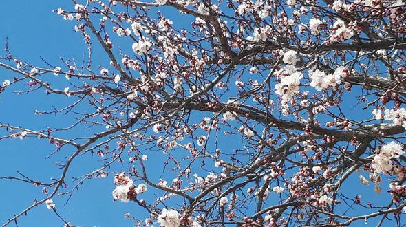 جملات ظهر بخیر برای بهار + فیلم