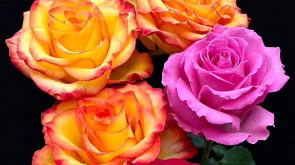 فال امروز 14 آذر + فیلم