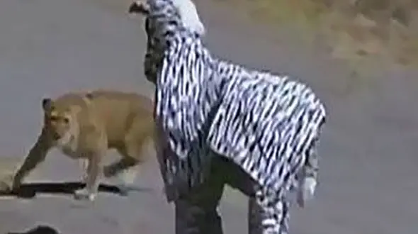 2 مرد با لباس گورخر به قلمروی حیوانات رفتند اما شیرها از آنها پذیرایی کردند+عکس
