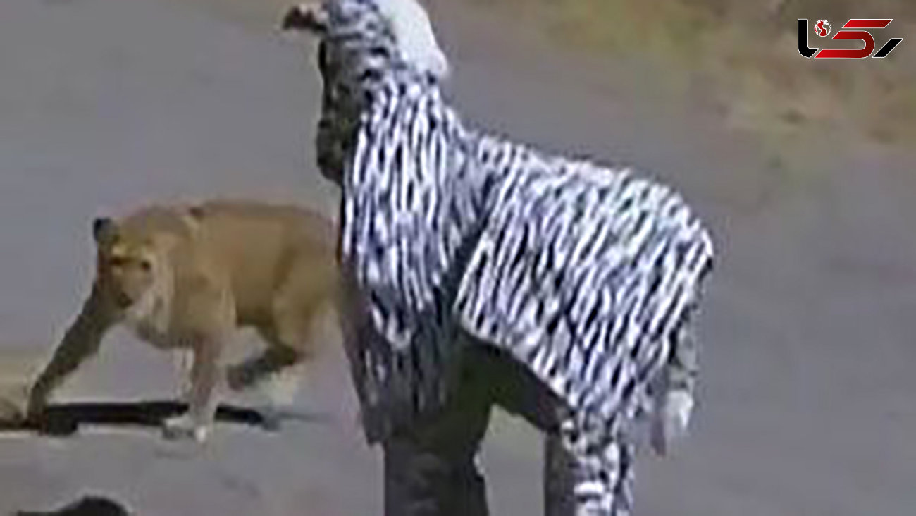 2 مرد با لباس گورخر به قلمروی حیوانات رفتند اما شیرها از آنها پذیرایی کردند+عکس

