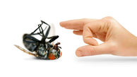 پیشنهادهای مفید در نابودی حشرات خانگی