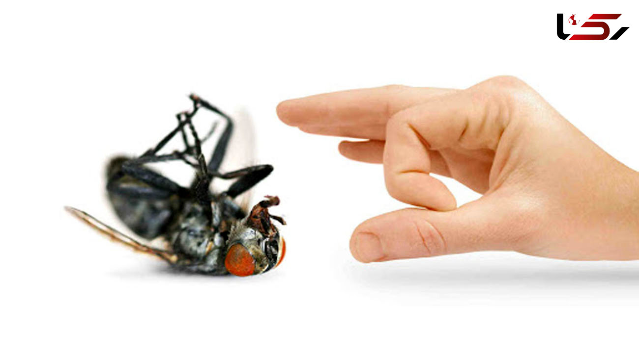 پیشنهادهای مفید در نابودی حشرات خانگی