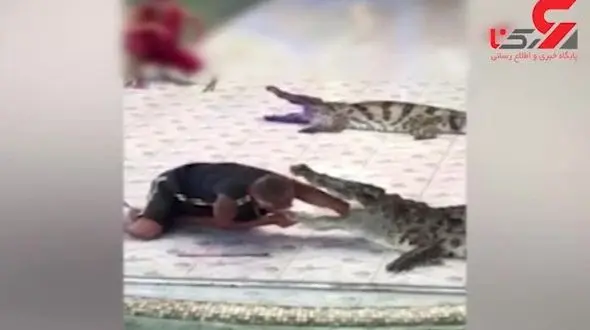 تمساحی که به مربی خود رحم نکرد+ فیلم