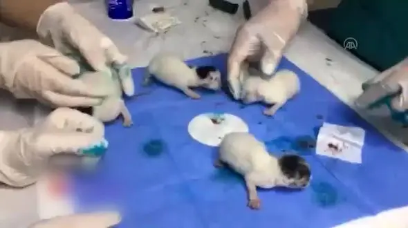 جداسازی بچه گربه‌های به هم چسبیده + فیلم