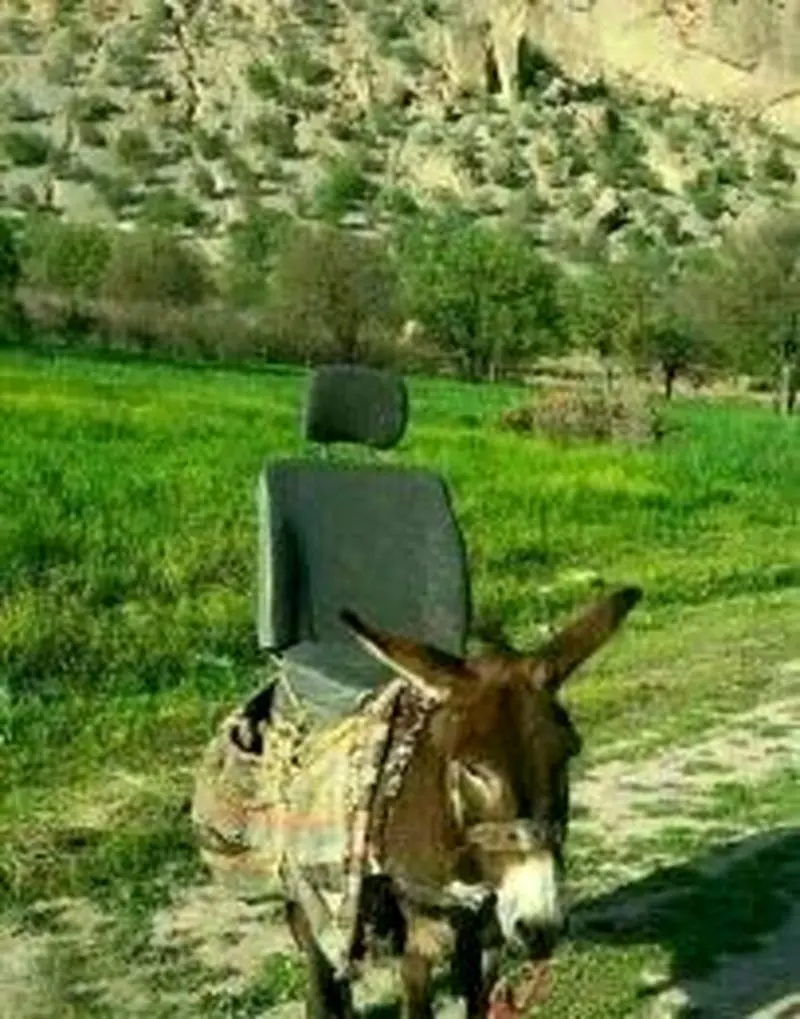  الاغ مجهز به صندلی