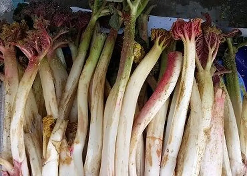 ریواس