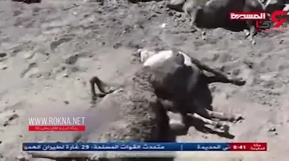 وقتی مزدوران سعودی به دام‌های یمنی‌ها هم رحم نمی‌کنند + فیلم