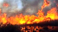 آتش‌سوزی در تالاب نوروزلوی میاندوآب 