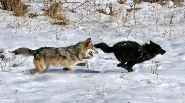 عکس تغییر رنگ عجیب گرگ‌ها / وحشتناک اما خیره کننده!