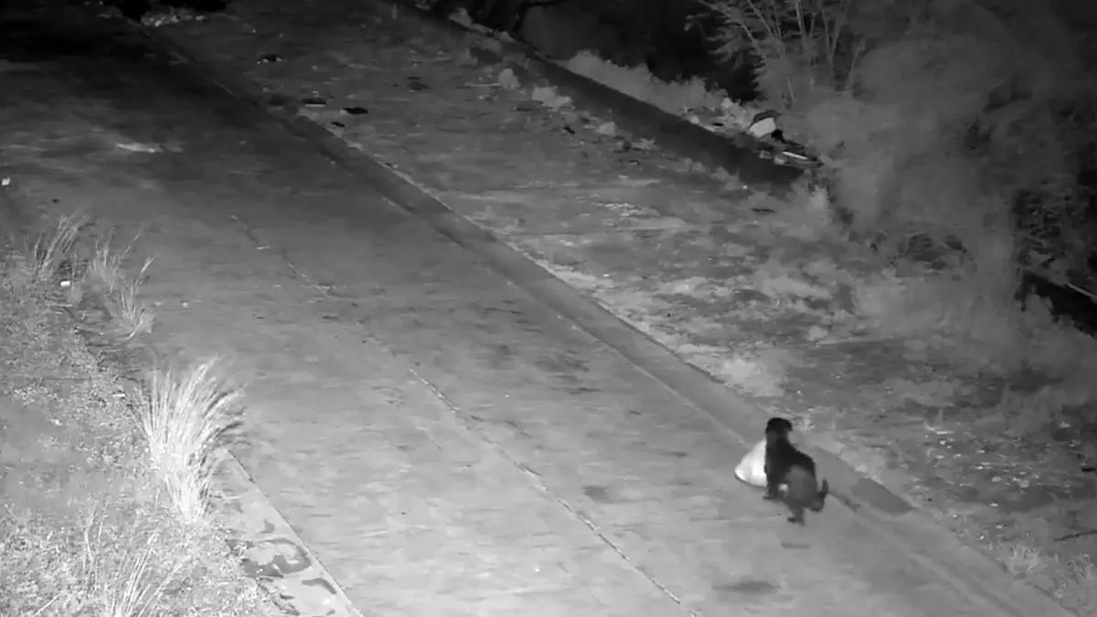 فیلم جریمه عجیب صاحب سگ در کاتانیا