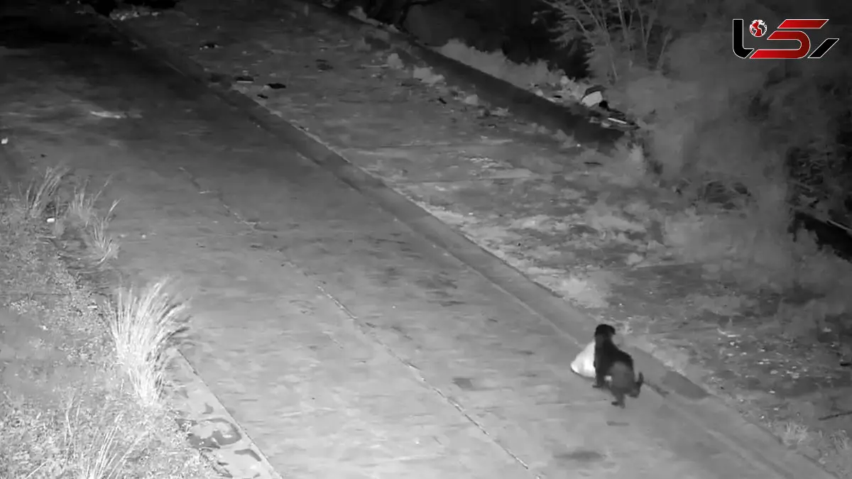 فیلم جریمه عجیب صاحب سگ در کاتانیا