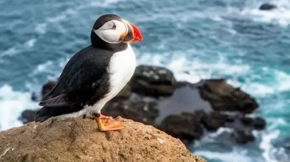 تراژدی نجات طوطی‌ دریایی؛ پرتاب جوجه‌ ها از صخره برای زندگی!