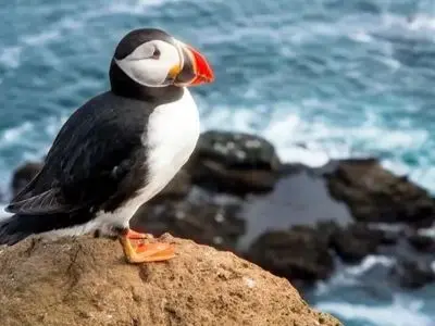 تراژدی نجات طوطی‌ دریایی؛ پرتاب جوجه‌ ها از صخره برای زندگی!