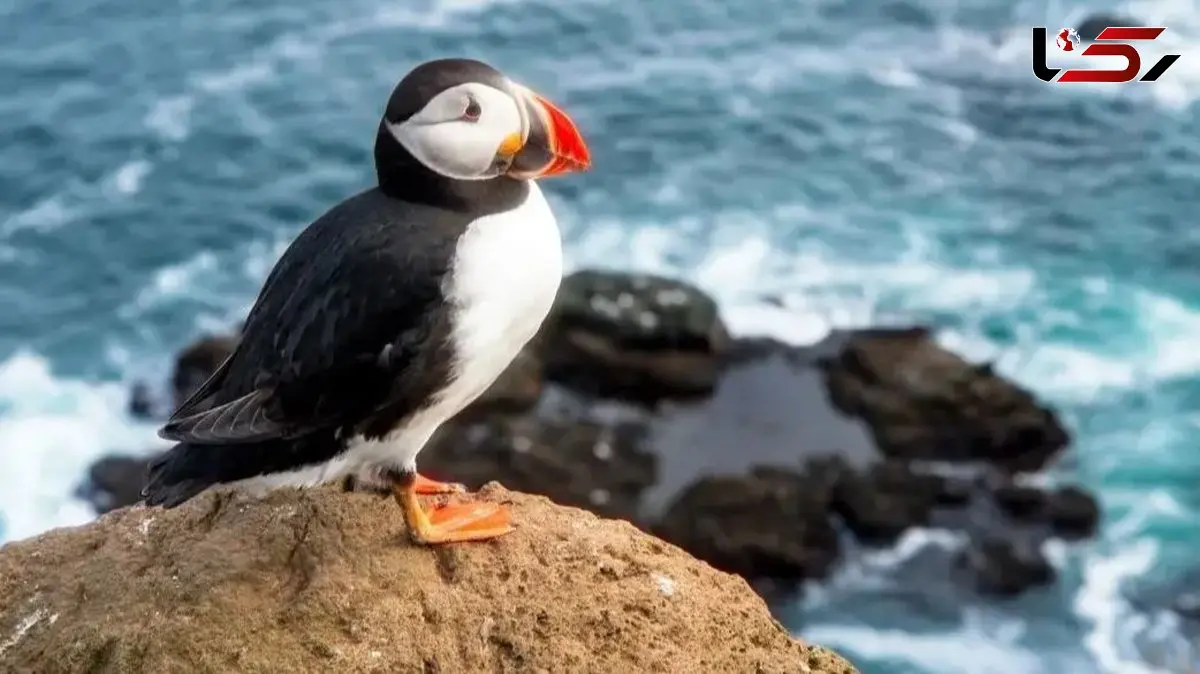 تراژدی نجات طوطی‌ دریایی؛ پرتاب جوجه‌ ها از صخره برای زندگی!